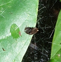 Cyrtophora cicatrosa