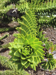 Araucaria araucana
