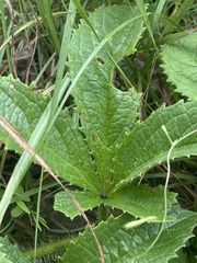 Cyphostemma