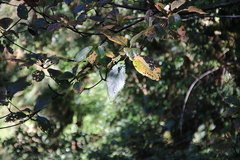 Sassafras randaiense