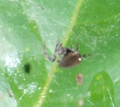 Cyrtophora cicatrosa