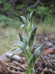 Chloraea magellanica