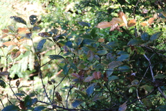 Sassafras randaiense