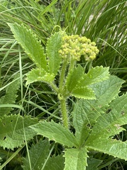 Cyphostemma