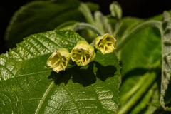 Plesiatropha carpinifolia var. strigosa image