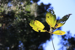 Sassafras randaiense