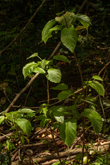 Plesiatropha carpinifolia image