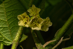 Plesiatropha carpinifolia image