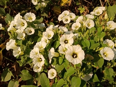 Ipomoea corymbosa