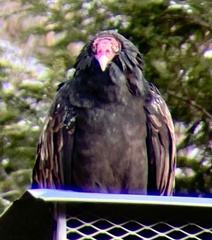 Cathartes aura septentrionalis