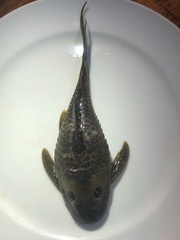 Hypostomus derbyi