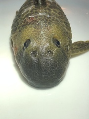Hypostomus derbyi