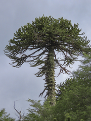 Araucaria araucana