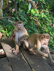 Macaca leonina