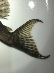 Hypostomus derbyi