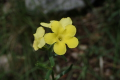 Lithospermum cobrense