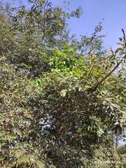Hymenaea courbaril