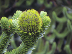 Araucaria araucana