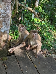 Macaca leonina
