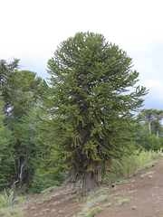 Araucaria araucana