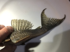 Hypostomus derbyi