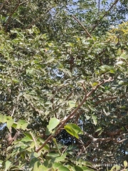 Hymenaea courbaril