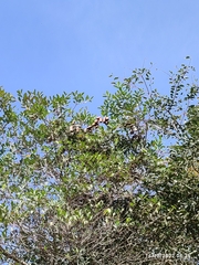 Hymenaea courbaril