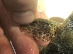 Hypostomus derbyi