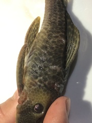 Hypostomus derbyi