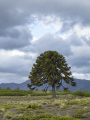 Araucaria araucana