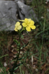 Lithospermum cobrense
