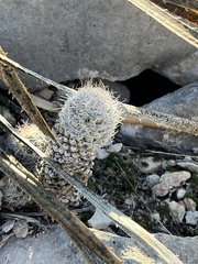 Escobaria tuberculosa