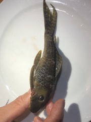 Hypostomus derbyi