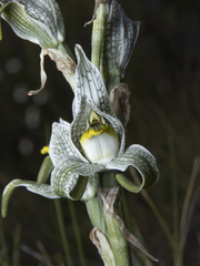 Chloraea magellanica