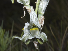 Chloraea magellanica