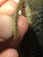 Hypostomus derbyi