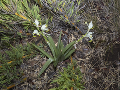 Chloraea magellanica