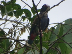 Pionus senilis