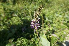 Pueraria montana lobata