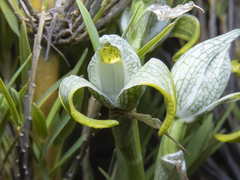 Chloraea magellanica