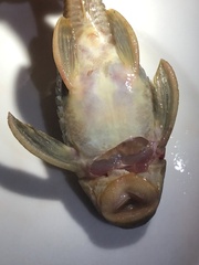 Hypostomus derbyi
