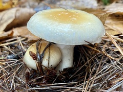 Hygrophorus flavodiscus