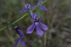 Lobelia anatina