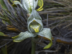 Chloraea magellanica