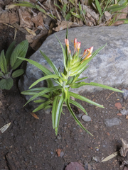 Collomia biflora