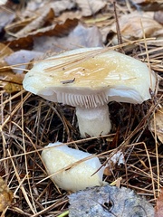 Hygrophorus flavodiscus