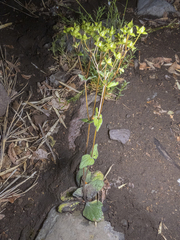 Calceolaria crenatiflora