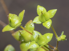 Calceolaria crenatiflora