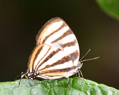 Arawacus separata