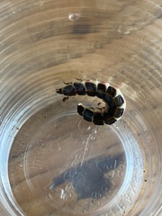 Lampyridae